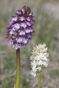 Orchis purpurea (Orchidaceae)  - Orchis pourpre, Grivollée, Orchis casque, Orchis brun - Lady Orchid Aveyron [France] 11/05/2008 - 810m