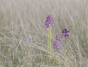 Orchis purpurea (Orchidaceae)  - Orchis pourpre, Grivollée, Orchis casque, Orchis brun - Lady Orchid Aveyron [France] 11/05/2008 - 800mprobablement hybrid? avec Orchis militaris