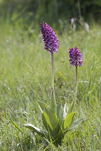 Orchis purpurea (Orchidaceae)  - Orchis pourpre, Grivollée, Orchis casque, Orchis brun - Lady Orchid Aveyron [France] 12/05/2008 - 630m