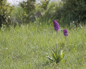 Orchis purpurea (Orchidaceae)  - Orchis pourpre, Grivollée, Orchis casque, Orchis brun - Lady Orchid Aveyron [France] 12/05/2008 - 630m