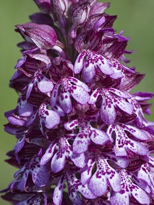 Orchis purpurea (Orchidaceae)  - Orchis pourpre, Grivollée, Orchis casque, Orchis brun - Lady Orchid Aveyron [France] 12/05/2008 - 630m