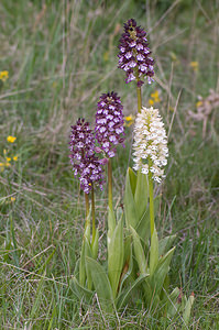 Orchis purpurea (Orchidaceae)  - Orchis pourpre, Grivollée, Orchis casque, Orchis brun - Lady Orchid Aveyron [France] 15/05/2008 - 770m