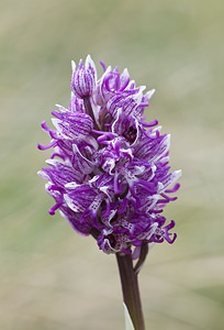 Orchis simia (Orchidaceae)  - Orchis singe - Monkey Orchid Aveyron [France] 14/05/2008 - 730m