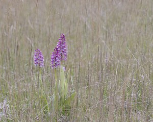 Orchis x hybrida (Orchidaceae)  - Orchis hybrideOrchis militaris x Orchis purpurea. Aveyron [France] 11/05/2008 - 800m