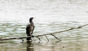 Phalacrocorax carbo (Phalacrocoracidae)  - Grand Cormoran Pas-de-Calais [France] 01/05/2008