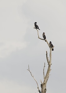 Phalacrocorax carbo (Phalacrocoracidae)  - Grand Cormoran Pas-de-Calais [France] 01/05/2008