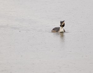 Podiceps cristatus (Podicipedidae)  - Grèbe huppé - Great Crested Grebe Pas-de-Calais [France] 01/05/2008