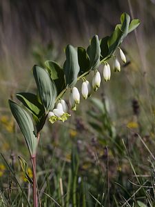 Polygonatum odoratum (Asparagaceae)  - Sceau-de-Salomon odorant, Polygonate officinal, Sceau-de-Salomon officinal - Angular Solomon's-seal Aveyron [France] 13/05/2008 - 700m