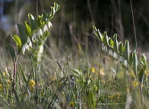Polygonatum odoratum (Asparagaceae)  - Sceau-de-Salomon odorant, Polygonate officinal, Sceau-de-Salomon officinal - Angular Solomon's-seal Aveyron [France] 13/05/2008 - 710m