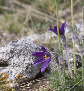 Pulsatilla vulgaris (Ranunculaceae)  - Pulsatille commune, Anémone pulsatille - Pasqueflower Aveyron [France] 11/05/2008 - 810m