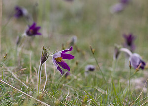 Pulsatilla vulgaris (Ranunculaceae)  - Pulsatille commune, Anémone pulsatille - Pasqueflower Aveyron [France] 15/05/2008 - 780m