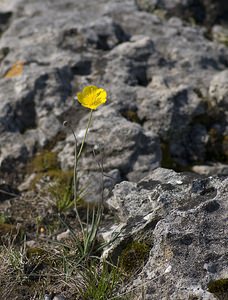 Ranunculus gramineus (Ranunculaceae)  - Renoncule graminée, Renoncule à feuilles de graminée Herault [France] 08/05/2008 - 740m