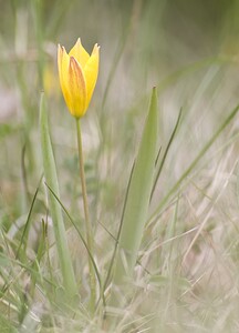 Tulipa sylvestris subsp. australis (Liliaceae)  - Tulipe australe, Tulipe des Alpes, Tulipe du Midi Herault [France] 14/05/2008 - 760m