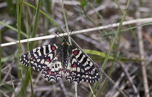 Zerynthia rumina (Papilionidae)  - Proserpine - Spanish Festoon Herault [France] 10/05/2008 - 280m
