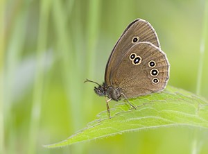 Aphantopus hyperantus Tristan Ringlet