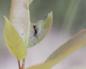 Cerura vinula (Notodontidae)  - Grande Queue-Fourchue - Puss Moth Nord [France] 21/06/2008 - 10mchenille ? un stade tr?s pr?coce (stade2 = quelques jours ?)