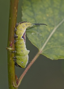Cerura vinula (Notodontidae)  - Grande Queue-Fourchue - Puss Moth Nord [France] 29/06/2008 - 10m