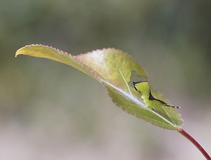 Cerura vinula Grande Queue-Fourchue Puss Moth