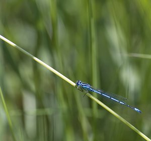 Coenagrion puella (Coenagrionidae)  - Agrion jouvencelle - Azure Damselfly Pas-de-Calais [France] 14/06/2008 - 10m