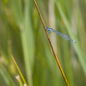Coenagrion puella (Coenagrionidae)  - Agrion jouvencelle - Azure Damselfly Nord [France] 29/06/2008