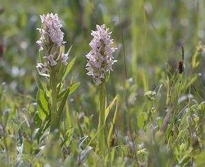 Dactylorhiza incarnata (Orchidaceae)  - Dactylorhize incarnat, Orchis incarnat, Orchis couleur de chair - Early Marsh-orchid Nord [France] 21/06/2008 - 10m