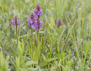 Dactylorhiza praetermissa (Orchidaceae)  - Dactylorhize négligé, Orchis négligé, Orchis oublié - Southern Marsh-orchid Pas-de-Calais [France] 07/06/2008 - 10m