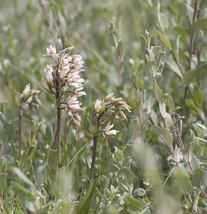 Epipactis palustris (Orchidaceae)  - Épipactis des marais - Marsh Helleborine Nord [France] 21/06/2008