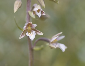 Epipactis palustris (Orchidaceae)  - Épipactis des marais - Marsh Helleborine Nord [France] 21/06/2008