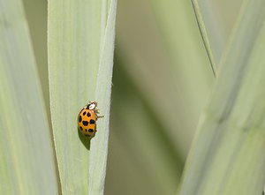 Harmonia axyridis (Coccinellidae)  - Coccinelle asiatique, Coccinelle arlequin - Harlequin ladybird, Asian ladybird, Asian ladybeetle Nord [France] 29/06/2008 - 10m