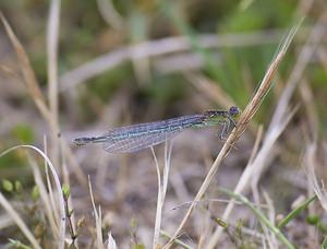 Ischnura elegans (Coenagrionidae)  - Agrion élégant - Blue-tailed Damselfly Pas-de-Calais [France] 08/06/2008 - 20mfemelle type C