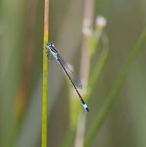 Ischnura elegans (Coenagrionidae)  - Agrion élégant - Blue-tailed Damselfly Nord [France] 29/06/2008 - 10m