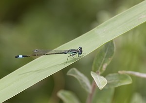 Ischnura elegans (Coenagrionidae)  - Agrion élégant - Blue-tailed Damselfly Nord [France] 29/06/2008