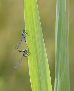 Ischnura elegans (Coenagrionidae)  - Agrion élégant - Blue-tailed Damselfly Nord [France] 29/06/2008