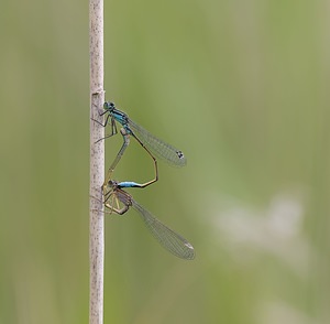 Ischnura elegans (Coenagrionidae)  - Agrion élégant - Blue-tailed Damselfly Nord [France] 29/06/2008