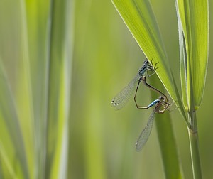 Ischnura elegans (Coenagrionidae)  - Agrion élégant - Blue-tailed Damselfly Nord [France] 29/06/2008