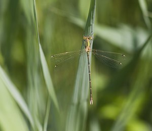 Lestes barbarus (Lestidae)  - Leste sauvage - Shy Emerald Damselfly Pas-de-Calais [France] 14/06/2008 - 10m