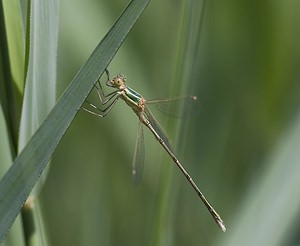 Lestes barbarus (Lestidae)  - Leste sauvage - Shy Emerald Damselfly Pas-de-Calais [France] 14/06/2008 - 10m