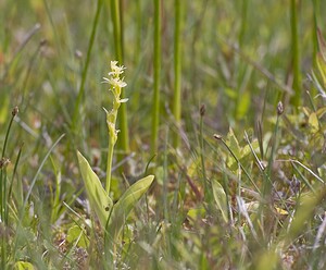 Liparis loeselii var. ovata (Orchidaceae)  - Liparis ovale Pas-de-Calais [France] 14/06/2008 - 10m