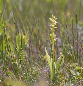 Liparis loeselii var. ovata (Orchidaceae)  - Liparis ovale Pas-de-Calais [France] 14/06/2008 - 10m