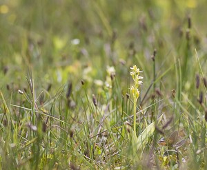 Liparis loeselii var. ovata (Orchidaceae)  - Liparis ovale Pas-de-Calais [France] 14/06/2008 - 10m