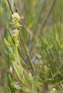 Liparis loeselii var. ovata (Orchidaceae)  - Liparis ovale Pas-de-Calais [France] 14/06/2008 - 10m