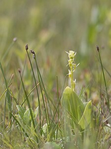 Liparis loeselii var. ovata (Orchidaceae)  - Liparis ovale Pas-de-Calais [France] 14/06/2008 - 10m
