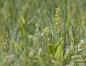 Liparis loeselii var. ovata (Orchidaceae)  - Liparis ovale Pas-de-Calais [France] 14/06/2008 - 10m