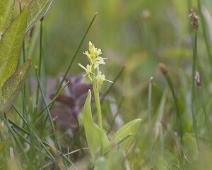 Liparis loeselii var. ovata (Orchidaceae)  - Liparis ovale Pas-de-Calais [France] 07/06/2008 - 10m