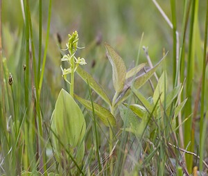 Liparis loeselii var. ovata (Orchidaceae)  - Liparis ovale Pas-de-Calais [France] 07/06/2008 - 10m