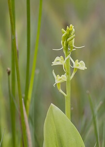 Liparis loeselii var. ovata (Orchidaceae)  - Liparis ovale Pas-de-Calais [France] 07/06/2008 - 10m