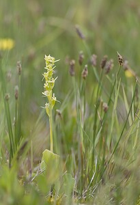 Liparis loeselii var. ovata (Orchidaceae)  - Liparis ovale Pas-de-Calais [France] 07/06/2008 - 10m