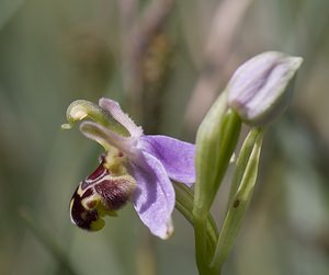 Ophrys apifera (Orchidaceae)  - Ophrys abeille - Bee Orchid Pas-de-Calais [France] 14/06/2008 - 10m