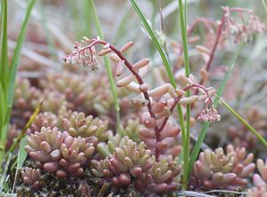 Sedum album (Crassulaceae)  - Orpin blanc - White Stonecrop Nord [France] 21/06/2008 - 10m