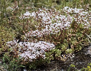 Sedum album (Crassulaceae)  - Orpin blanc - White Stonecrop Nord [France] 29/06/2008 - 10mindig?nat douteux pour cette station